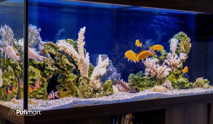 akwarium