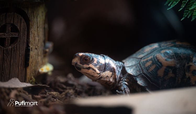 terrarium